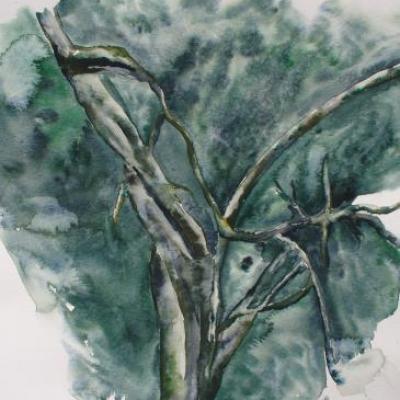 profondeur d'arbre 30cm x 40cm 35€